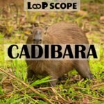 Cadibara