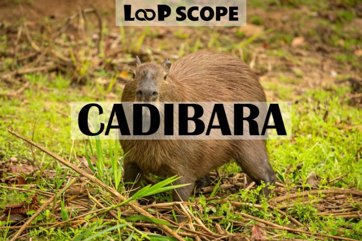 Cadibara