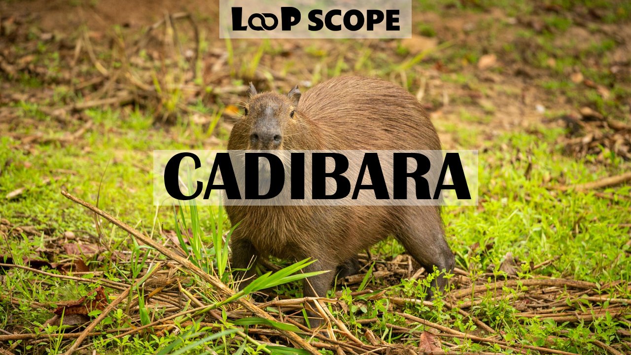 Cadibara