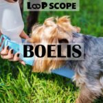 Boelis