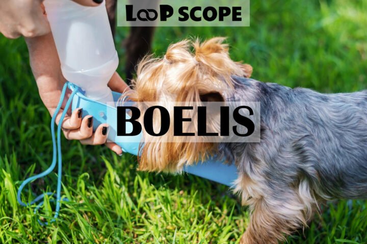 Boelis