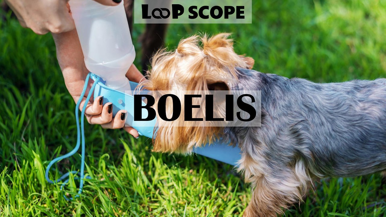 Boelis