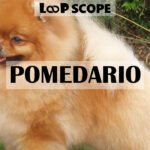 Pomedario