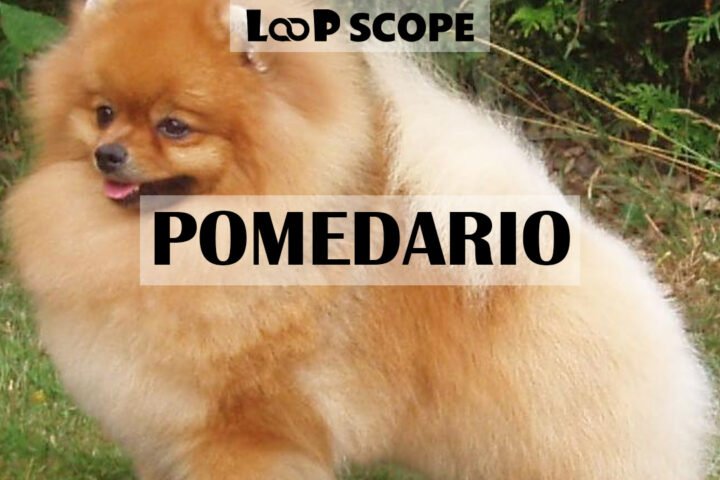 Pomedario