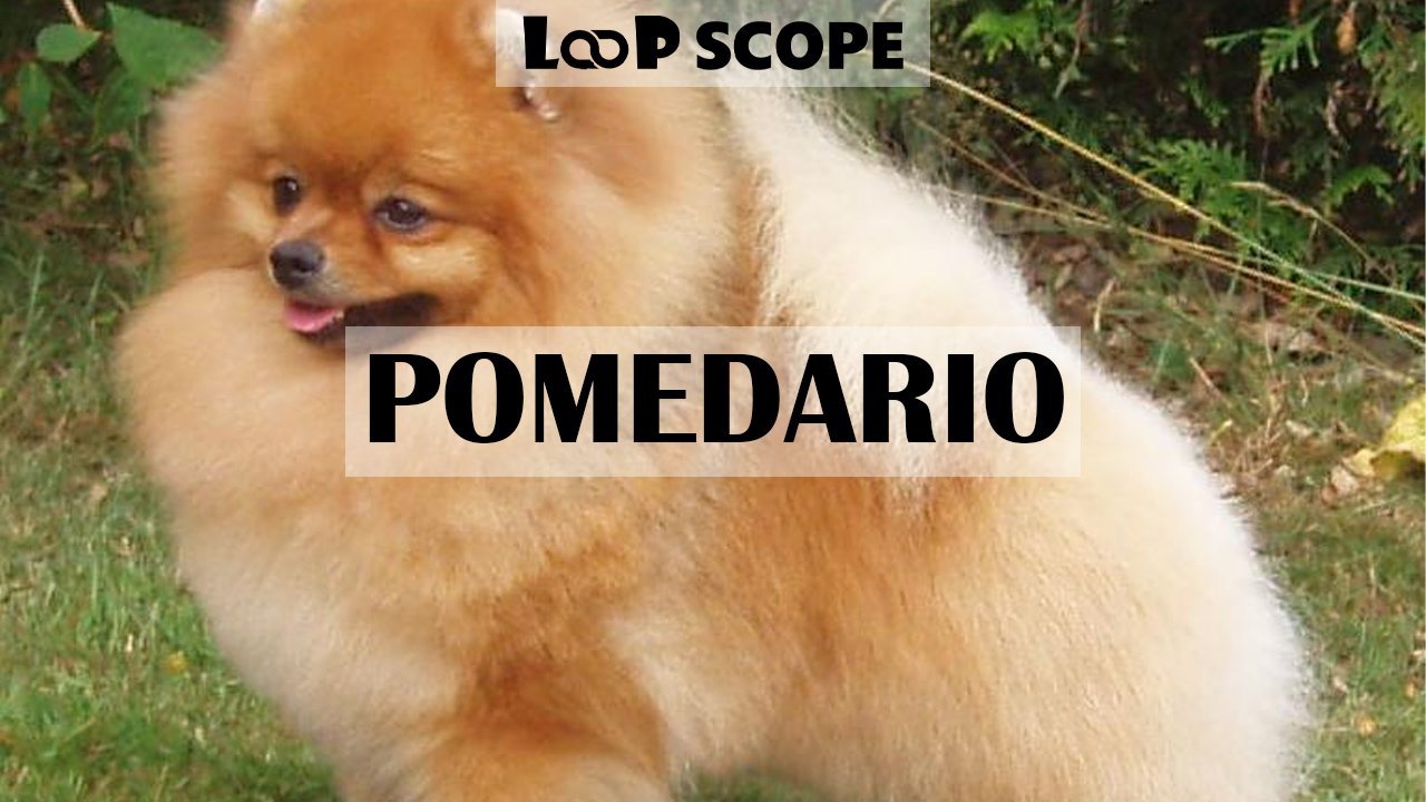 Pomedario